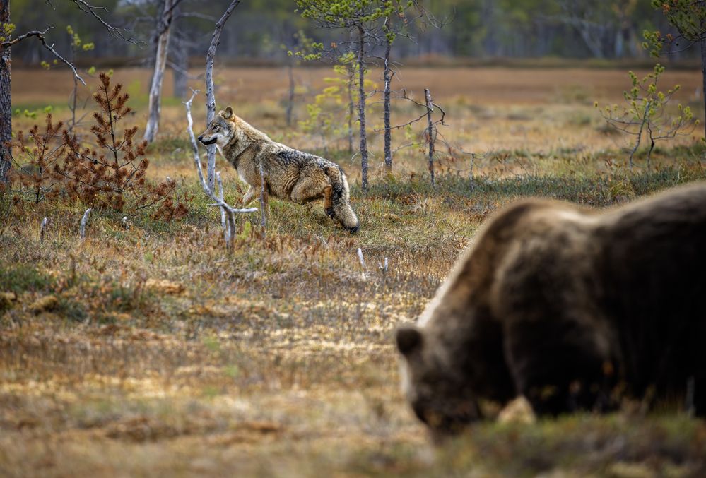 Photograph by Ruzdi Ekenheim