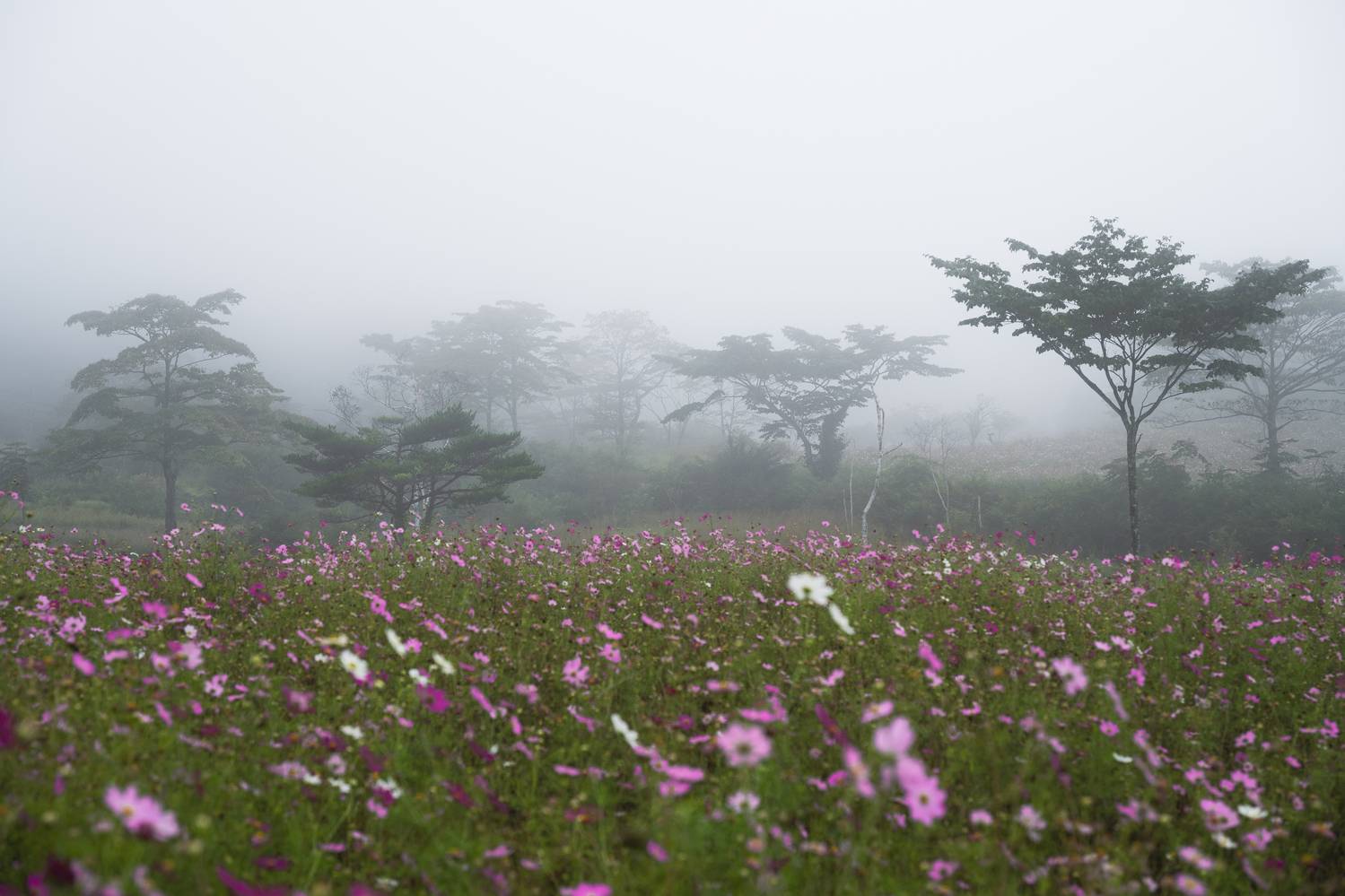 Фотография #12730470