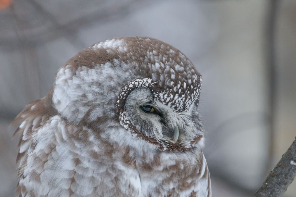 Фотография автора Григорий Борняков