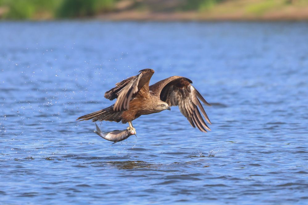 Фотография автора Григорий Борняков