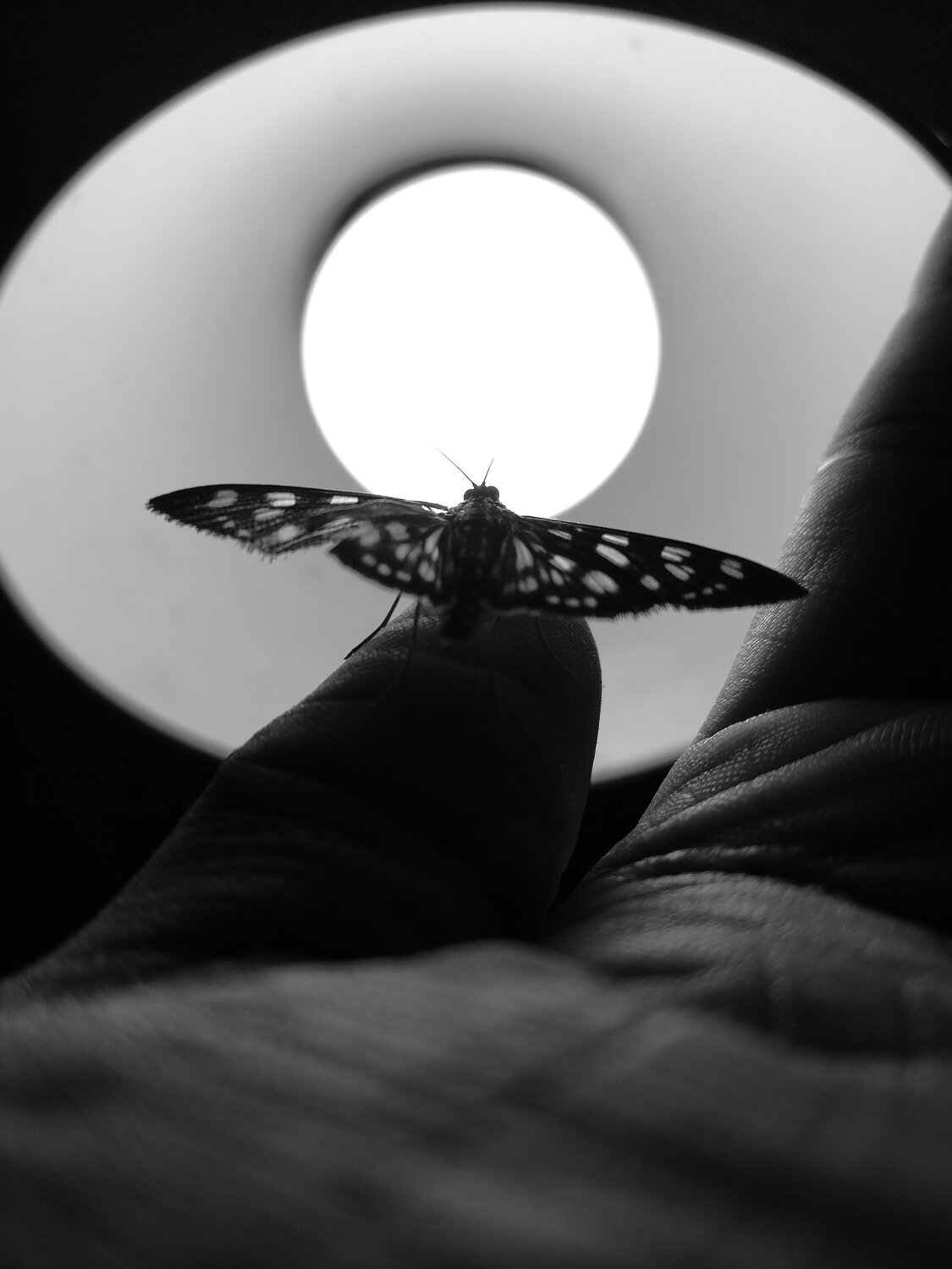 Photo #12730654