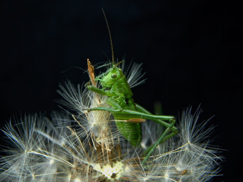 Photograph by Сергей Чеченов