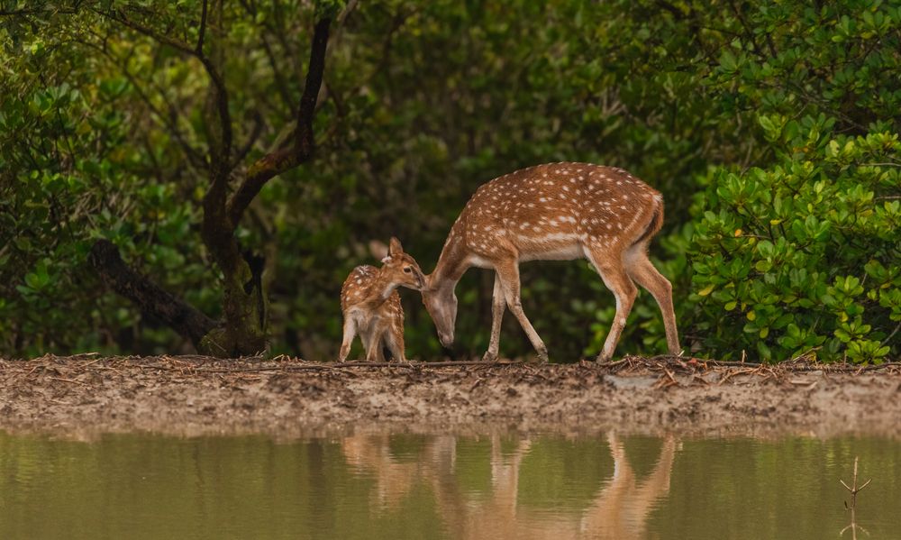 Moments of Fathers and sons