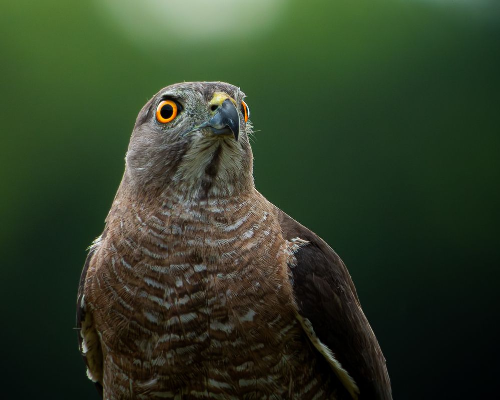 Photograph by Binara Divakara