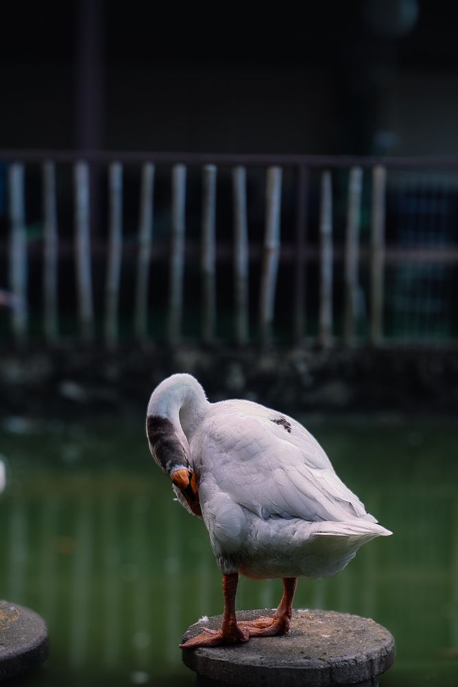 Goose image