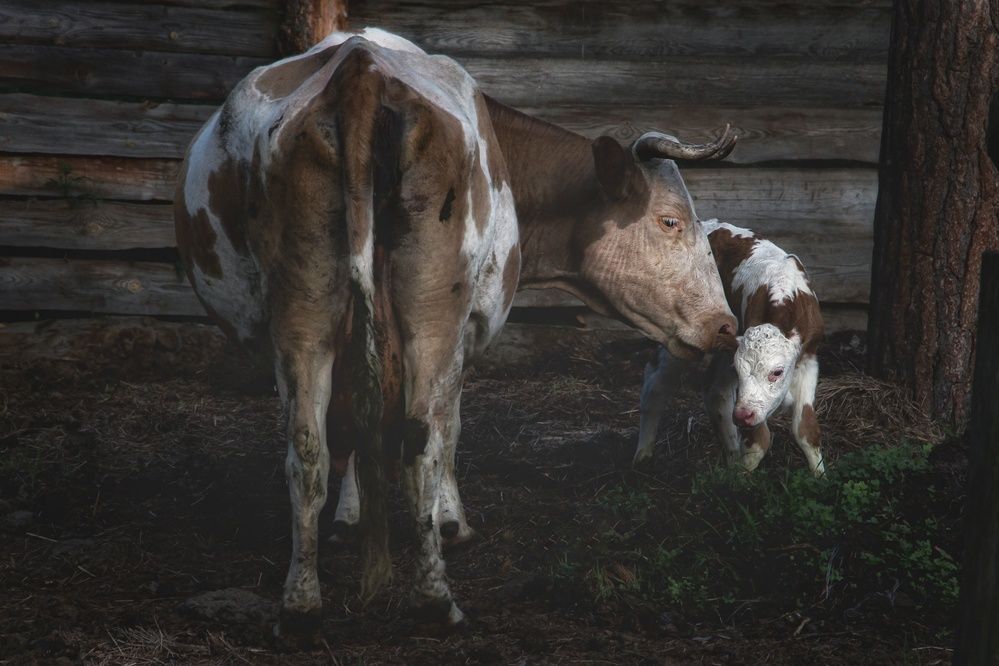 Фотография автора Екатерина Першина