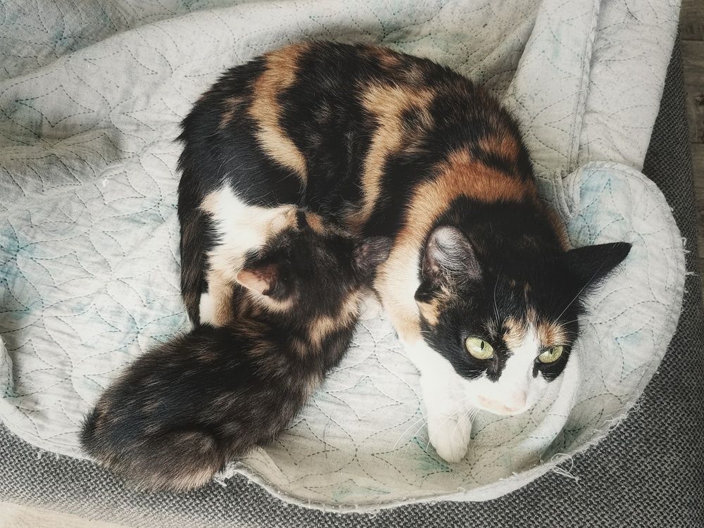 Фотография автора Екатерина Першина