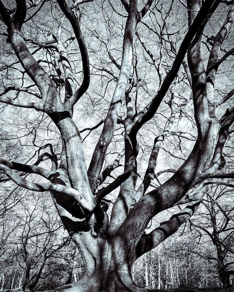 Photograph by Zinaida Sassarini