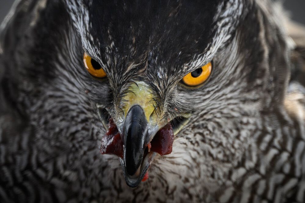 Photograph by Nonnie