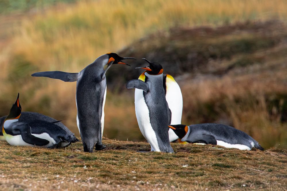 Photograph by Vita Potomova