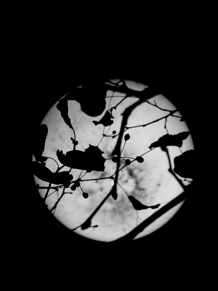 Photograph by Ольга Мольдон