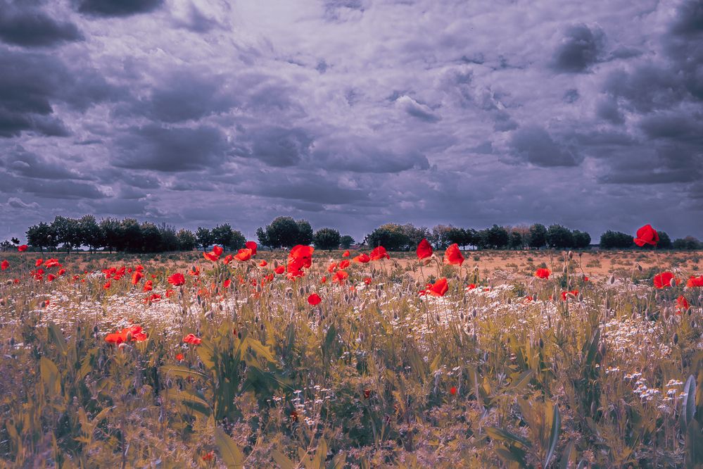 Photograph by Szilvia Farkas