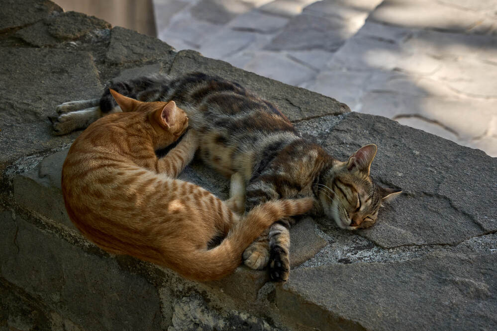 Фотография автора Dana Korolkova