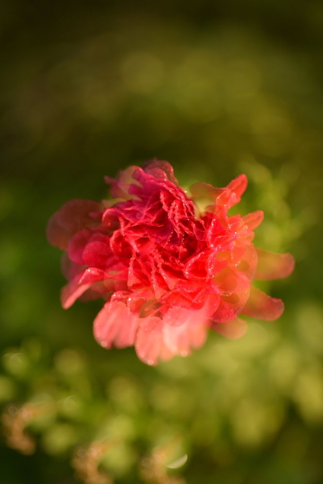 Photograph by esti lahat