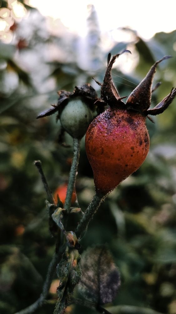 Photograph by Светлана Кудрявцева