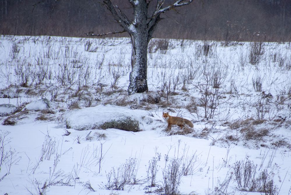 Photograph by Александра
