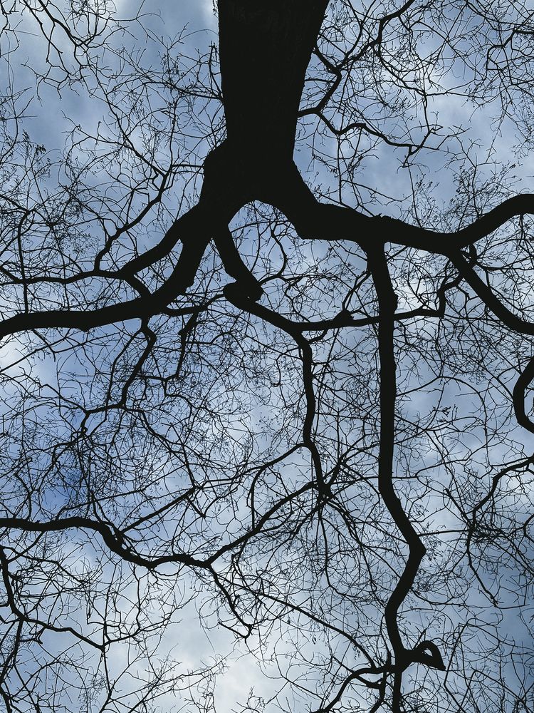 Photograph by Julia Smilovitsky