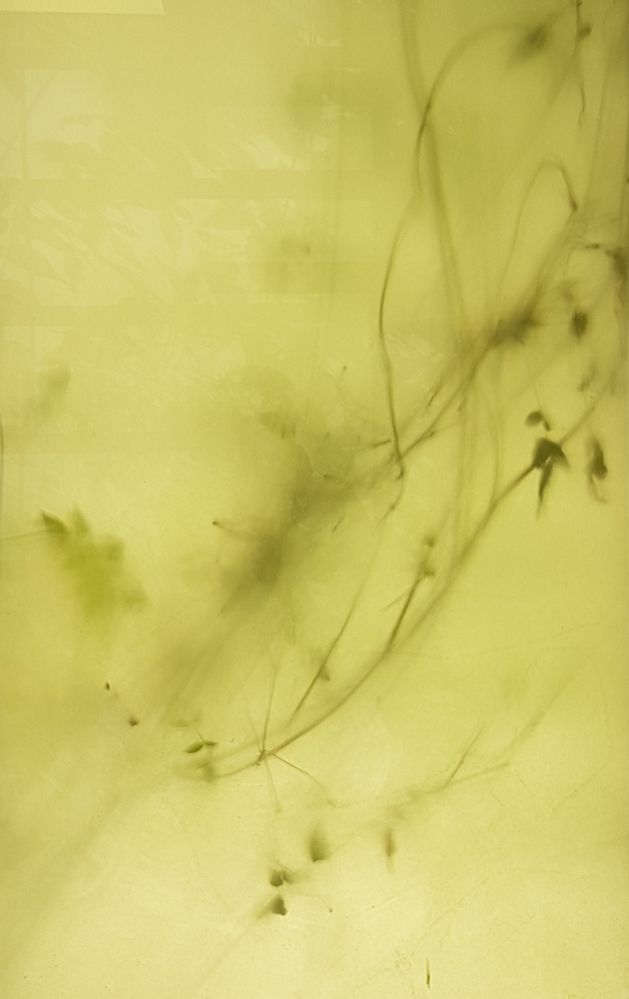 Фотография автора Ася Бабушкина