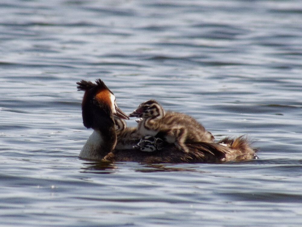 Photograph by Mad Mouse