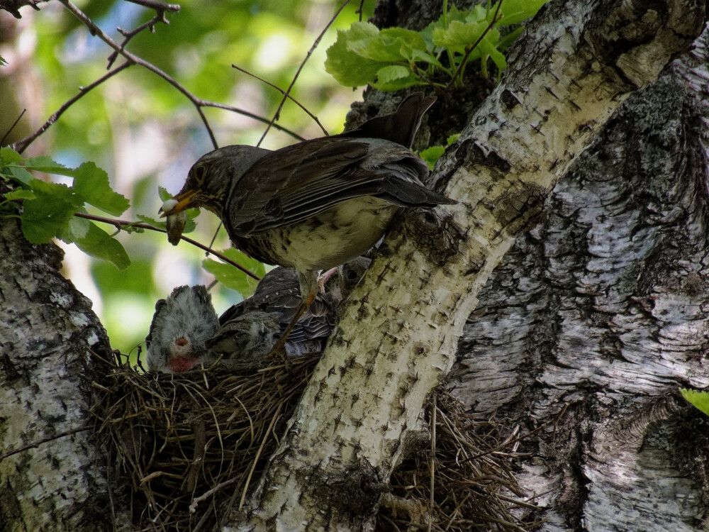 Photograph by Mad Mouse