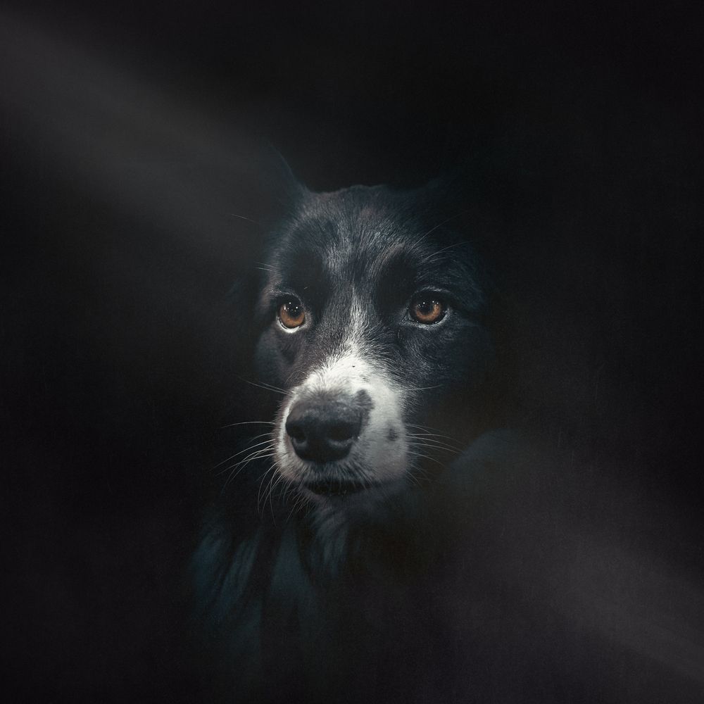 Photograph by Tamás Horváth