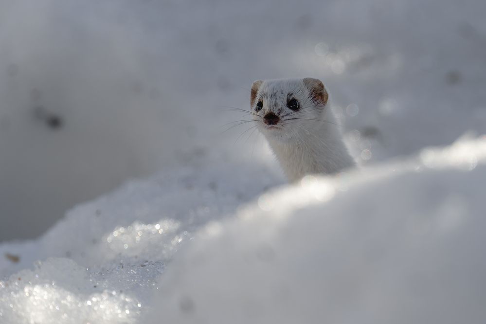 Photograph by Артём Кривошеев