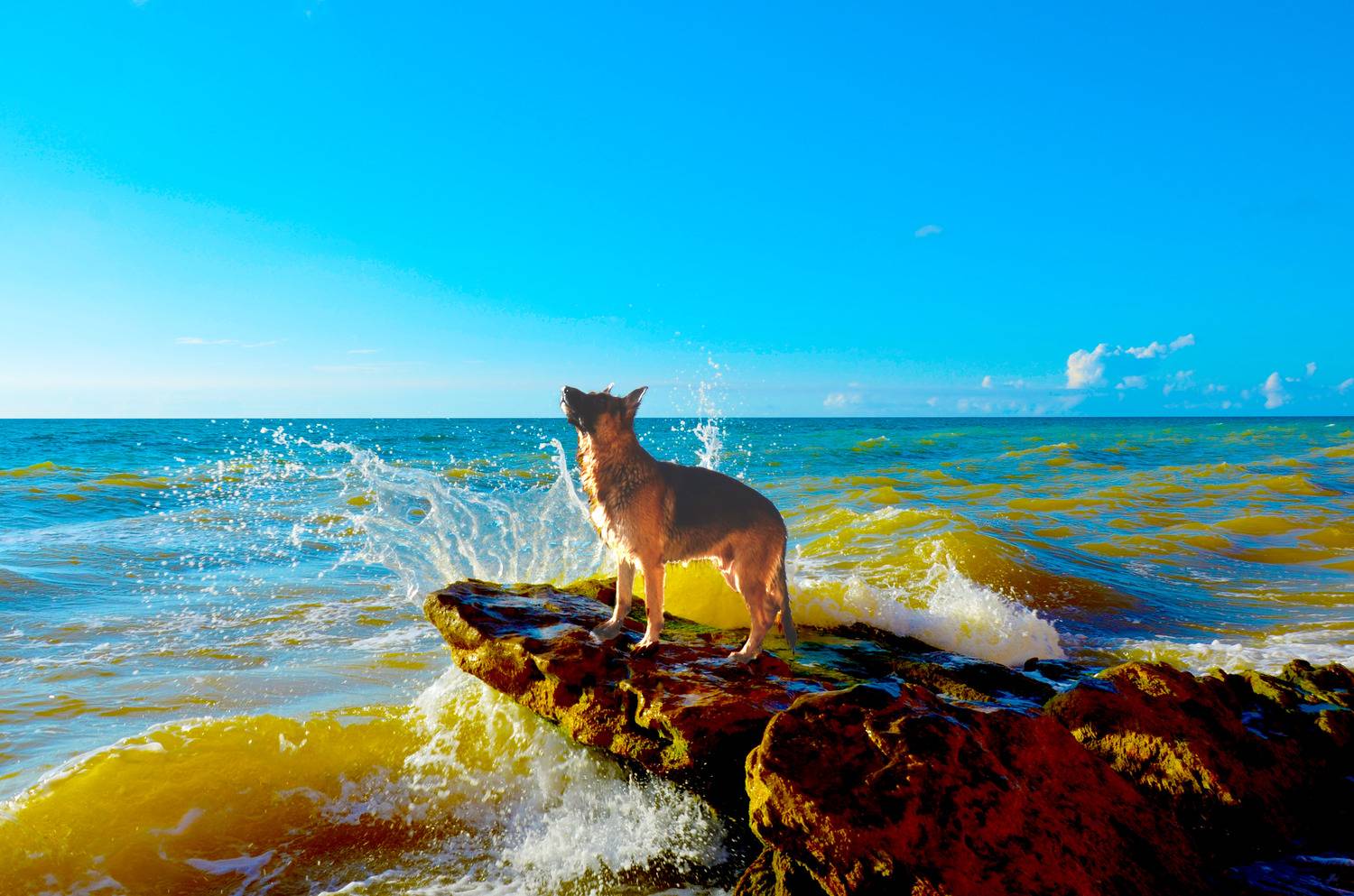 Мой пёс полюбил смотреть на море и облака. сразу после того, как сожрал мою курсовую по философии Мой пёс полюбил смотреть на море и облака. сразу после того, как сожрал мою курсовую по философии