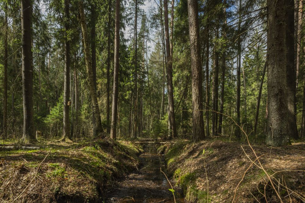 Фотография автора Андрей Игнатов