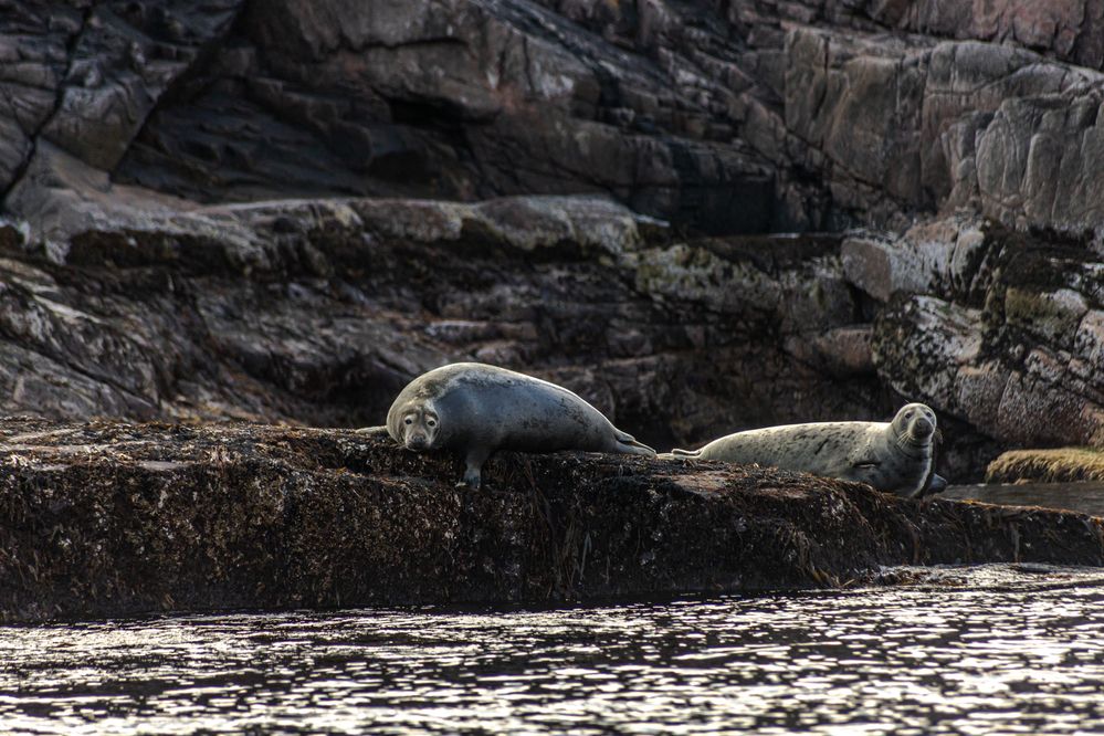 Тюлений отдых