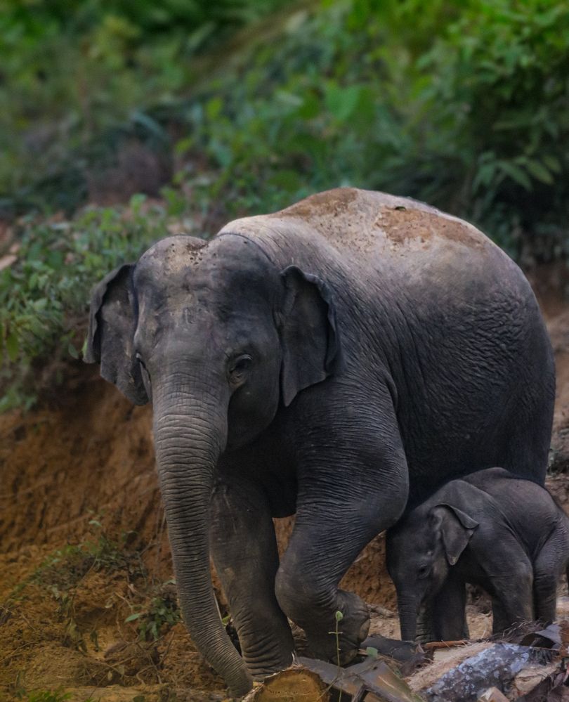Photograph by Mohan Raj Nair