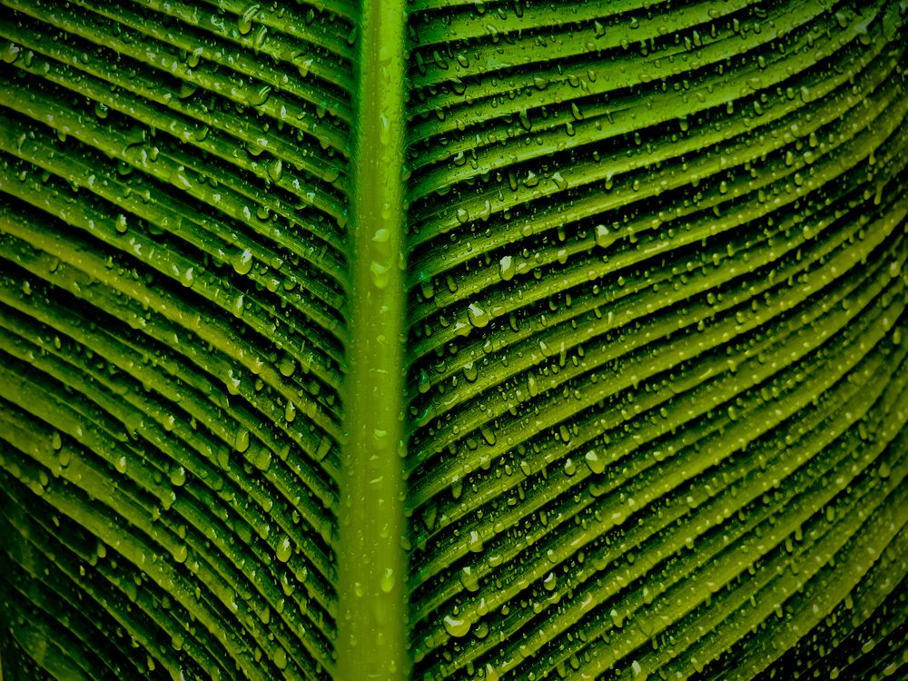 Photograph by Trivet Antony