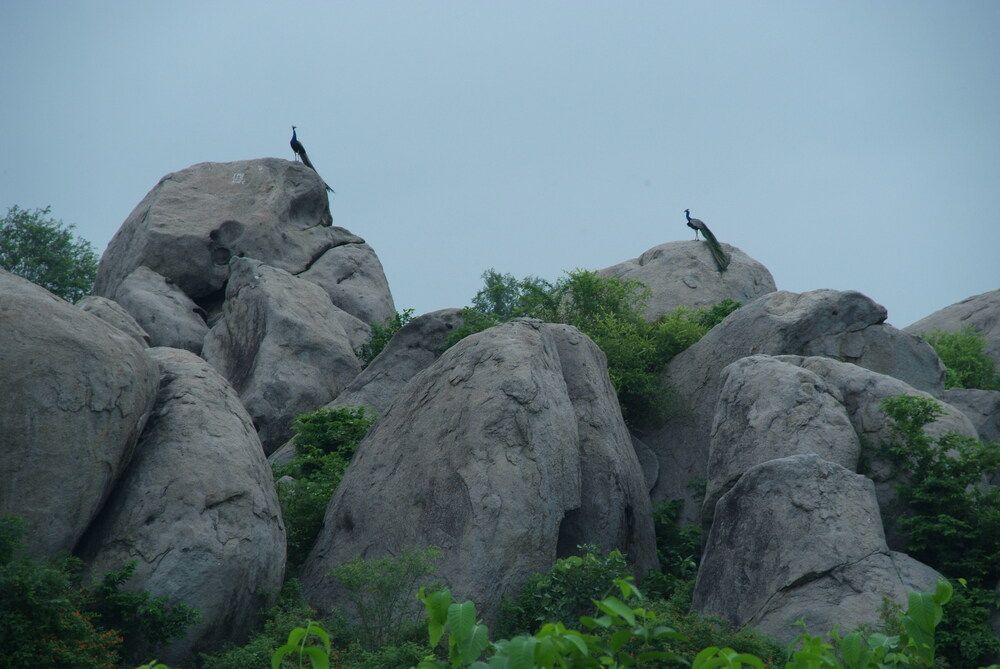 Фотография автора NARAYAN PATEL