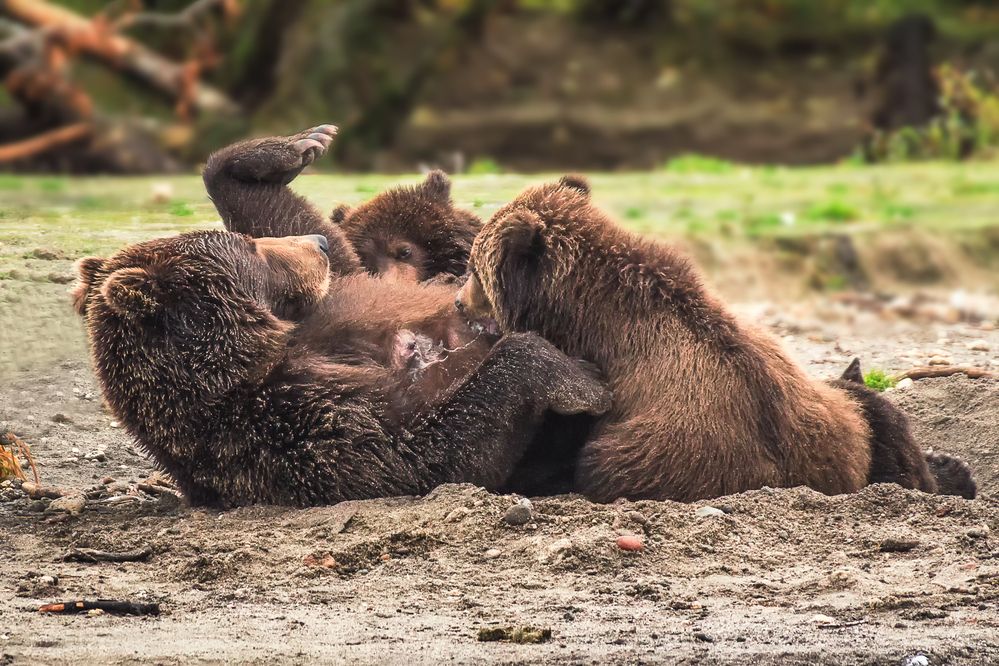 Фотография автора Галина Шепелева