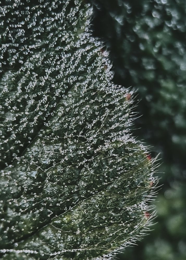 Photograph by Oxana Petlina