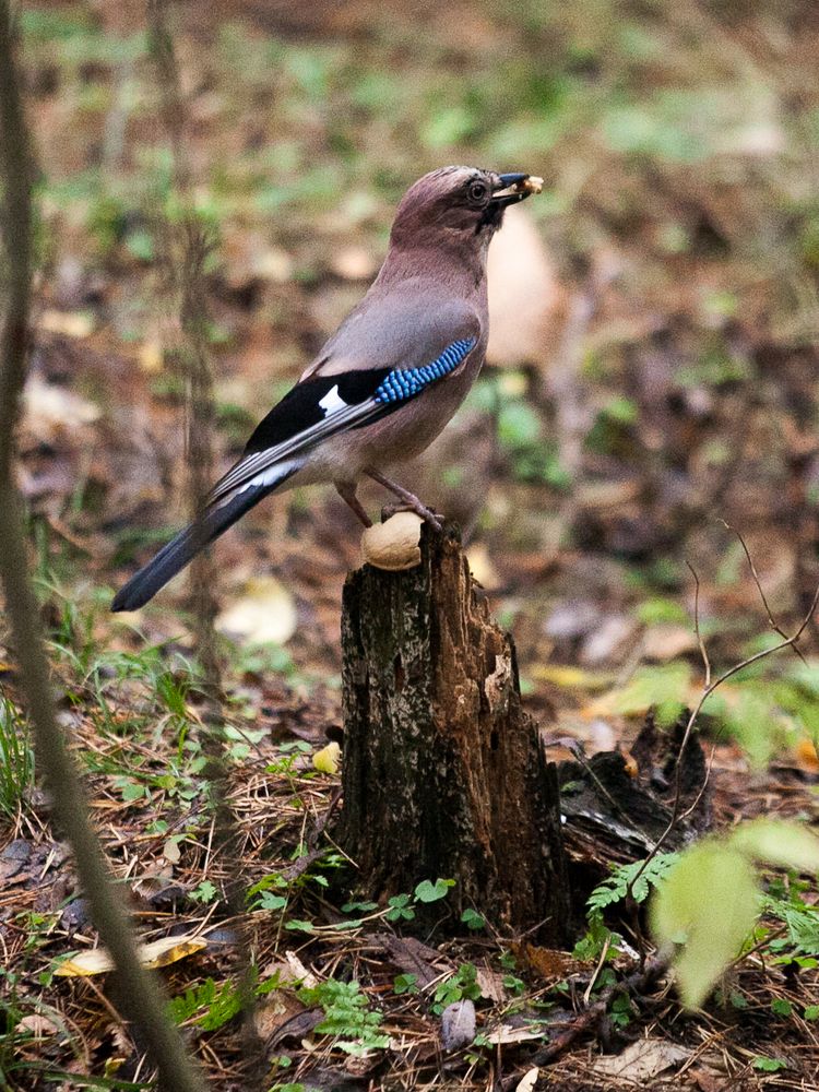 Photograph by Лолита Богачева