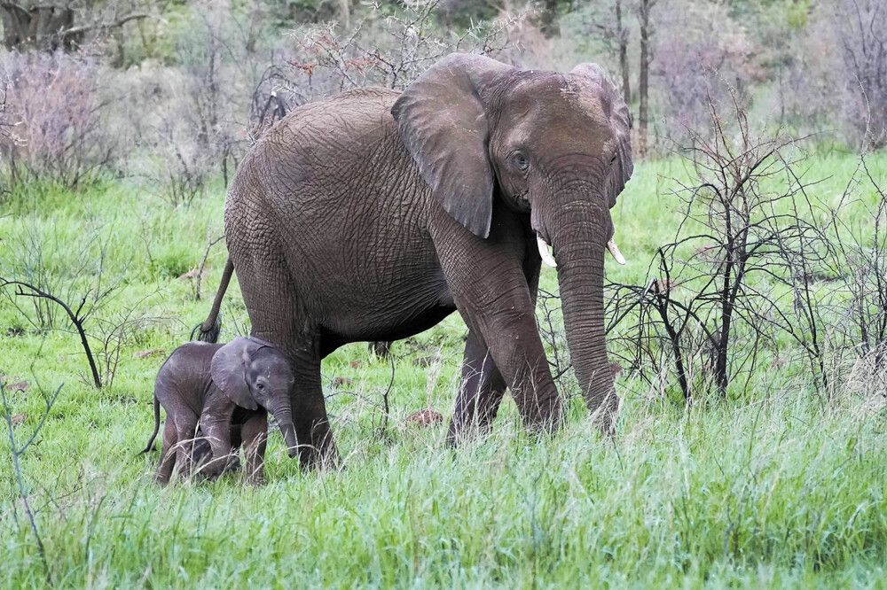 Photograph by Raed Victor Saad