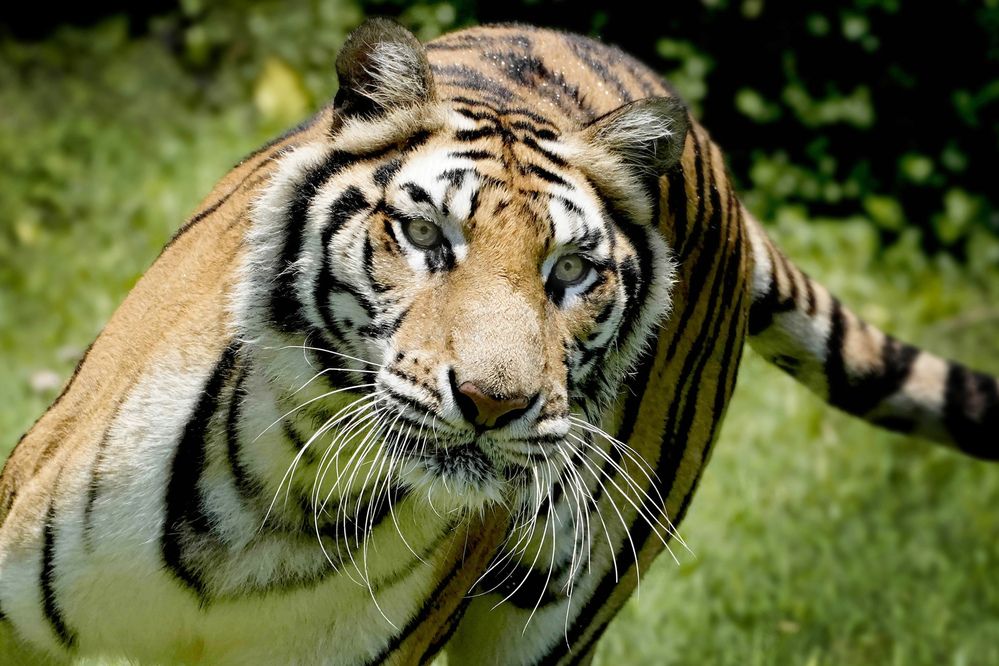 Photograph by Raed Victor Saad