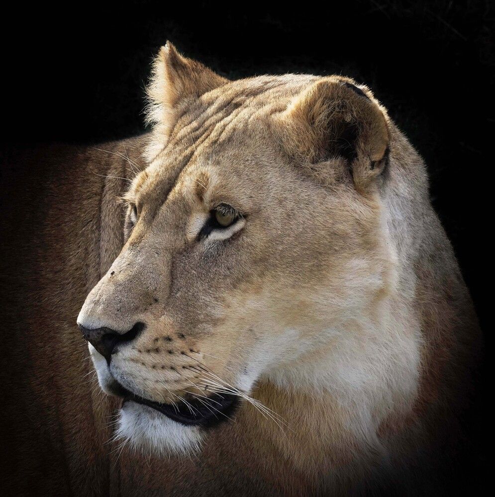 Photograph by Raed Victor Saad