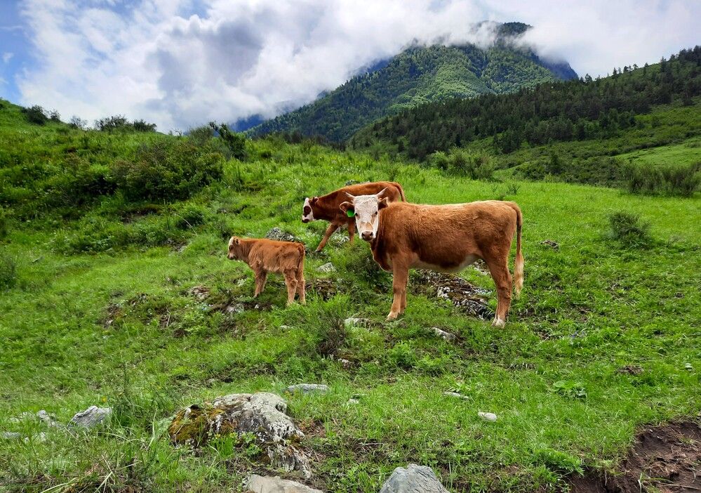 Фотография автора Елена Пикатова