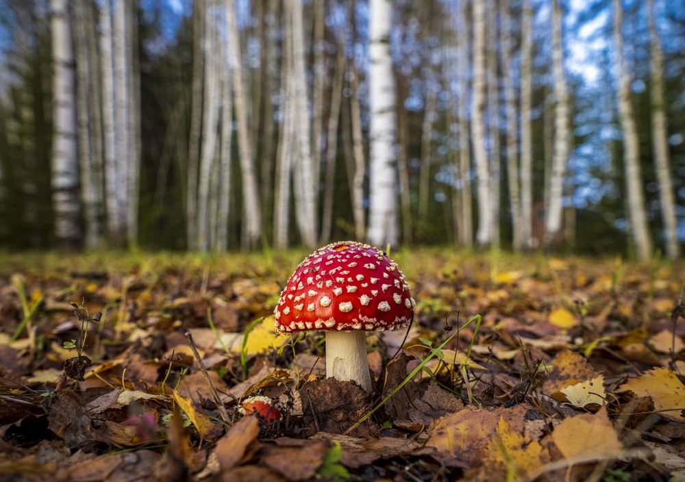 Photograph by Евгений Кармаев