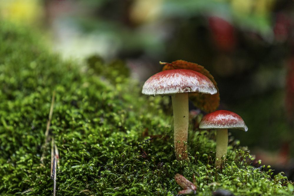 Фотография автора Михаил Лупина