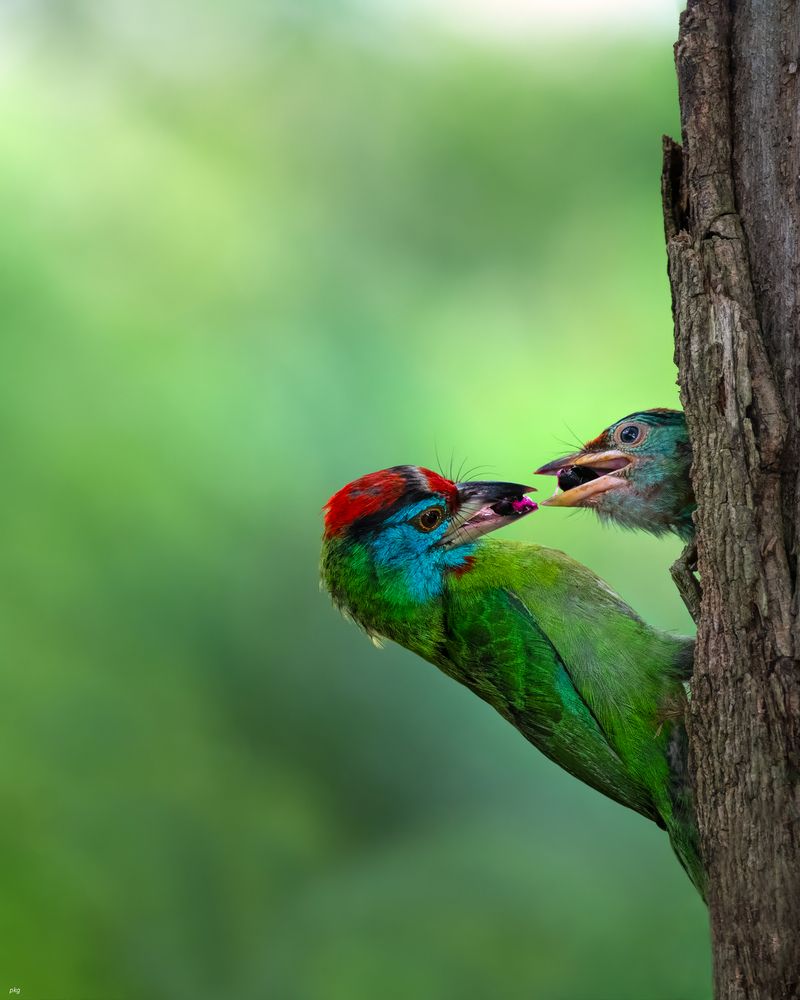 Photograph by Prabhat Ghosh