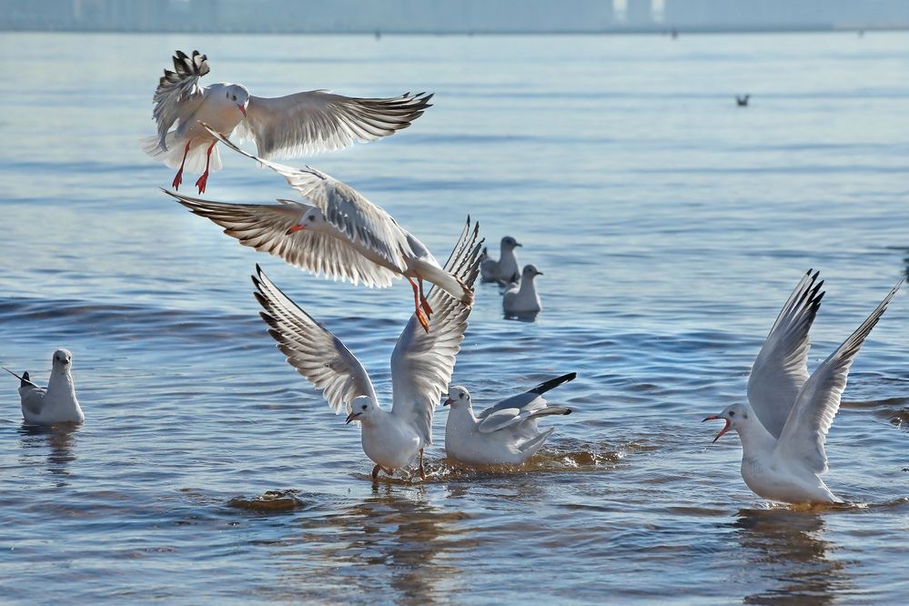 Photograph by Татьяна Бравая