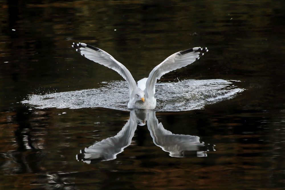 Photograph by Татьяна Бравая