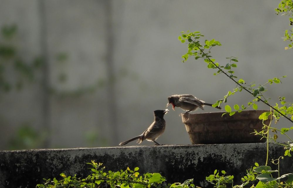 Фотография автора NARAYAN PATEL