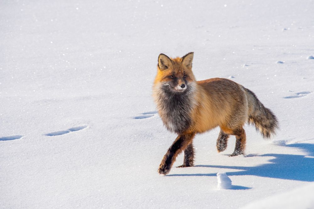 Photograph by Марина Кадырова