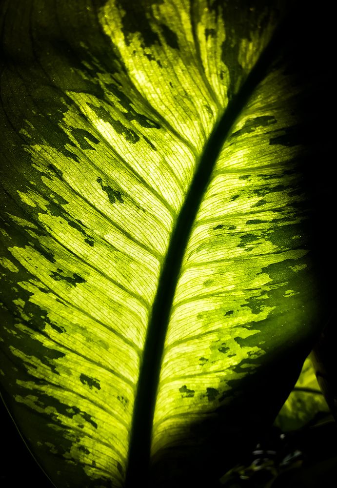 Photograph by Sahar Jafari