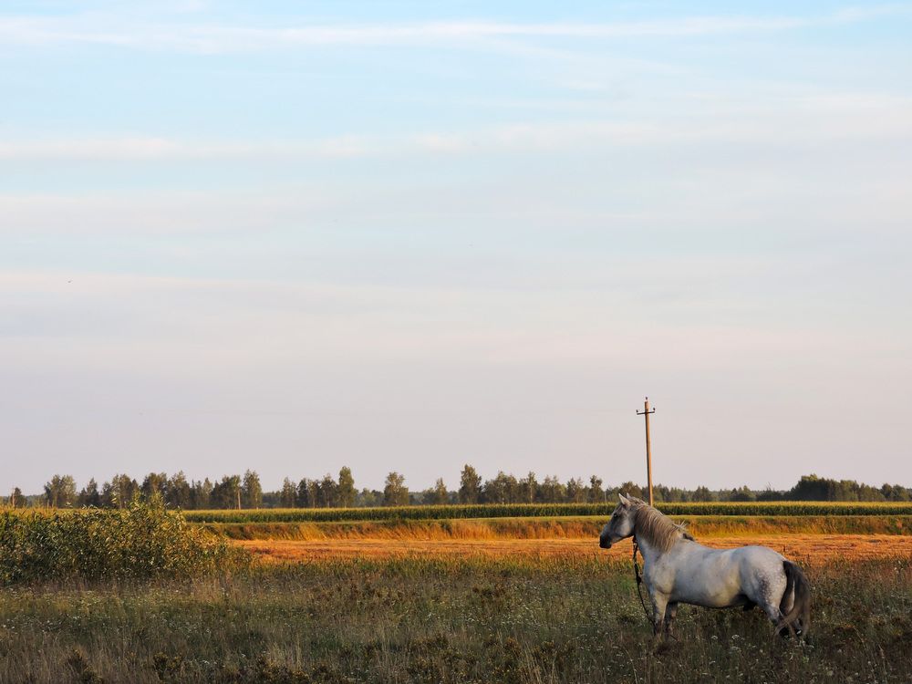 Серый / Grey male horse