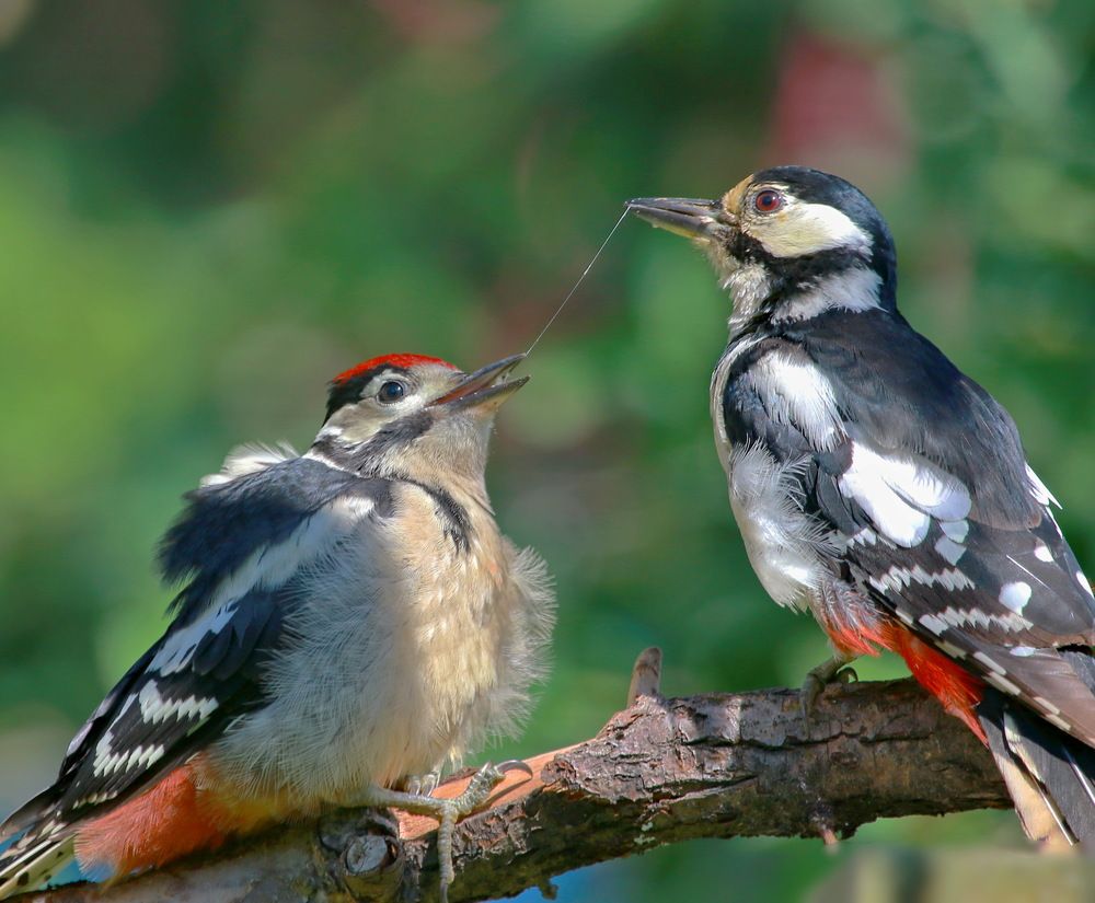 кормление малыша