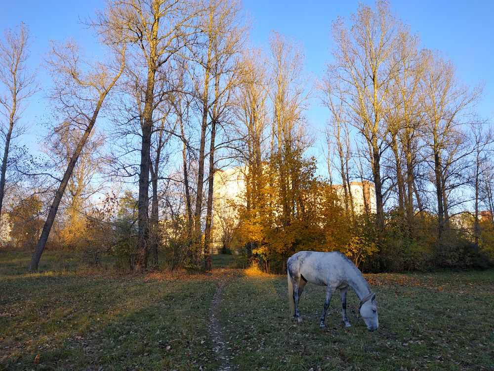 На прогулке / On a walk
